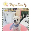 도그드살롱 이미지