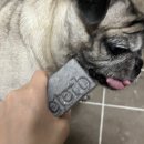 샴푸하는강아지 이미지