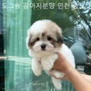 도그송 강아지분양 인천 송도점 이미지