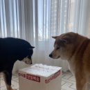 멍이부뚜막 | 멍이부뚜막 강아지수제간식 솔직한 후기