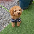 마미펫살롱 이미지