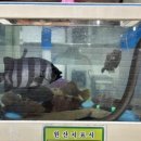 왔다막썰어횟집