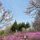 3POP PC방 | 부천 원미산 진달래축제 2026, 실시간 다녀온 후기