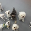 밤밤 애견유치원 이미지