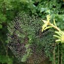 거미줄과 남방부전나비 그리고 계요등 꽃 ＜삼성 폰 촬영＞ 07.27 이미지