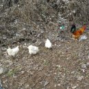 엄나무골농장 이미지