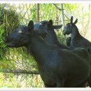 흑염소목장 이미지