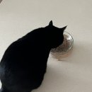 가인동물병원 | 시니어고양이 입맛을 사로잡은 힐스 어덜트7+ 고양이습식캔 후기