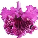 캣츠나비 이미지