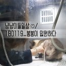 송우농장 | 냥냥이들일상 ♡/ 180119_봉봉이 입원하다