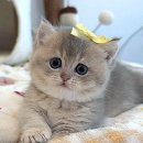 천안고양이 분양 퍼스트캣 본점 이미지