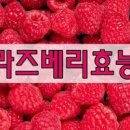 라즈베리 효능 어떤 게 있을까 이미지