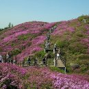 (194차)5월21일 남원 지리산 바래봉 정기산행 안내 이미지