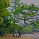 완도 미라리 상록수림 이미지