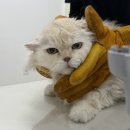 합강동물병원 이미지