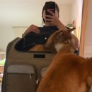 아이도그 | 도그아이 강아지 4륜 백팩 캐리어 라지 사이즈 8kg 중형견 후기 : 크기, 소음, 실용성