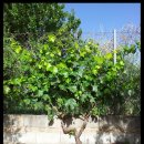 아버님농장 이미지