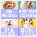 예쁜유치원 | 미니 비숑 미용 비용 논현동 켈리독 후기 반려견유치원도 같이!