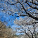 화인투어 | [2026] 금산 보곡산골 산벚꽃 축제 후기 [feat.금산 시나브로 투어, 금산 치유길 힐링 여행]