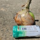 나나농장 이미지