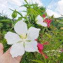 규화농장 이미지