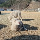 큰언덕목장 | [경남 남해]남해 양떼목장 양마르뜨언덕/아이랑 양떼목장 체험, 아기양 너무 귀여워