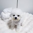 몽글몽글 펫 이미지