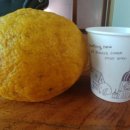 하귤과보리 이미지