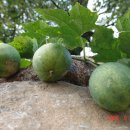 하늘타리 이미지