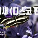 [은성 반주기] 아미새(디스코편곡) - 현철 이미지