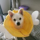 에버그린 펫 클리닉 | [에버그린펫클리닉] 익산동물병원 / 6개월 강아지 중성화수술 후기 / 주의사항