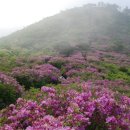 제암산등산로 이미지