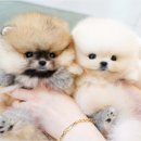 멍멍친구 애견샵 이미지