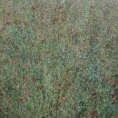 선의 빛 이미지