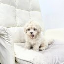 화이트 퍼피 강아지 송파점 | 성수강아지분양 화이트테리어 퍼피플라워 중라점 다녀온 후기