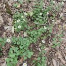 나그네길 | 봉무공원. 다시 오른 구절송 전망대(M 클럽 10. 22. 28호)