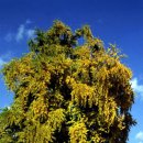 은행나무1길 이미지