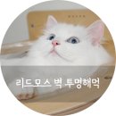 만년철물 | 고양이 가구 귀여운 캣워커, 리드모스 벽 투명해먹 사용후기 :D