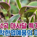 신상석곡 홍외(안토시안) 빛나는 아사달 특가세일!! 그외 아름다운 착한 엽예품의 무늬종들 업어가세요! 이미지