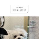 도그마루 강아지 고양이 마포용산점 이미지