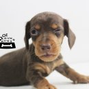 가정견1회분양 이미지