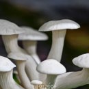 호동추어탕 이미지