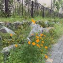 부산똥튀 이미지