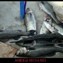 서해대교바다낚시터 이미지
