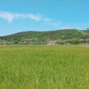 꽃섬투어 | 대구 데이트 가볼만한곳 5월 하중도 금호꽃섬 청보리밭