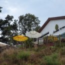 아잘리아그린 이미지