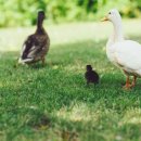 미운오리새끼 이미지