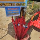 교동1리 | 2025 강화도 교동 난정리 해바라기축제 다녀온 후기, 개화정도, 신분증과 현금 준비!