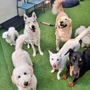 소풍애견미용 | 울산 애견 유치원 호텔링 [등교하개] 등원 후기 🐶💛