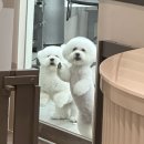삐삐그루밍 네이버블로그